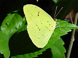 Phoebis sennae - Cloudless Sulphur